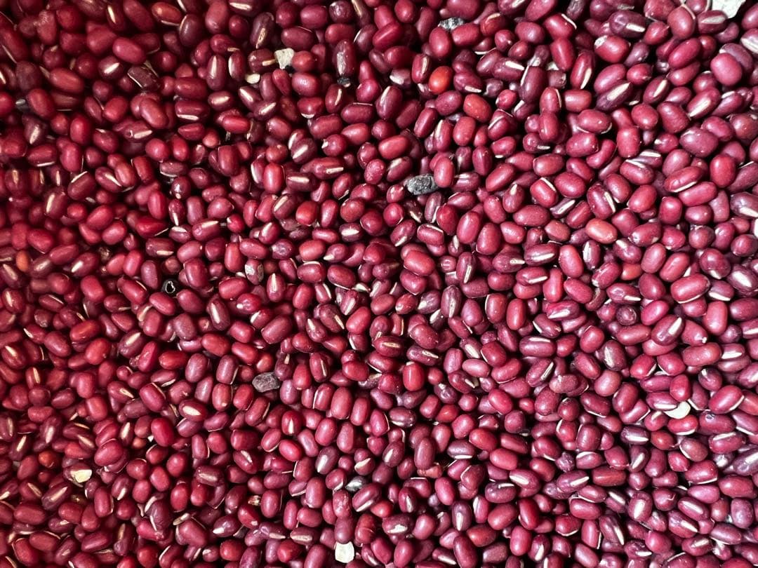 【規格外】 令和7年産 北海道産 小豆 えりも167 10kg 新豆