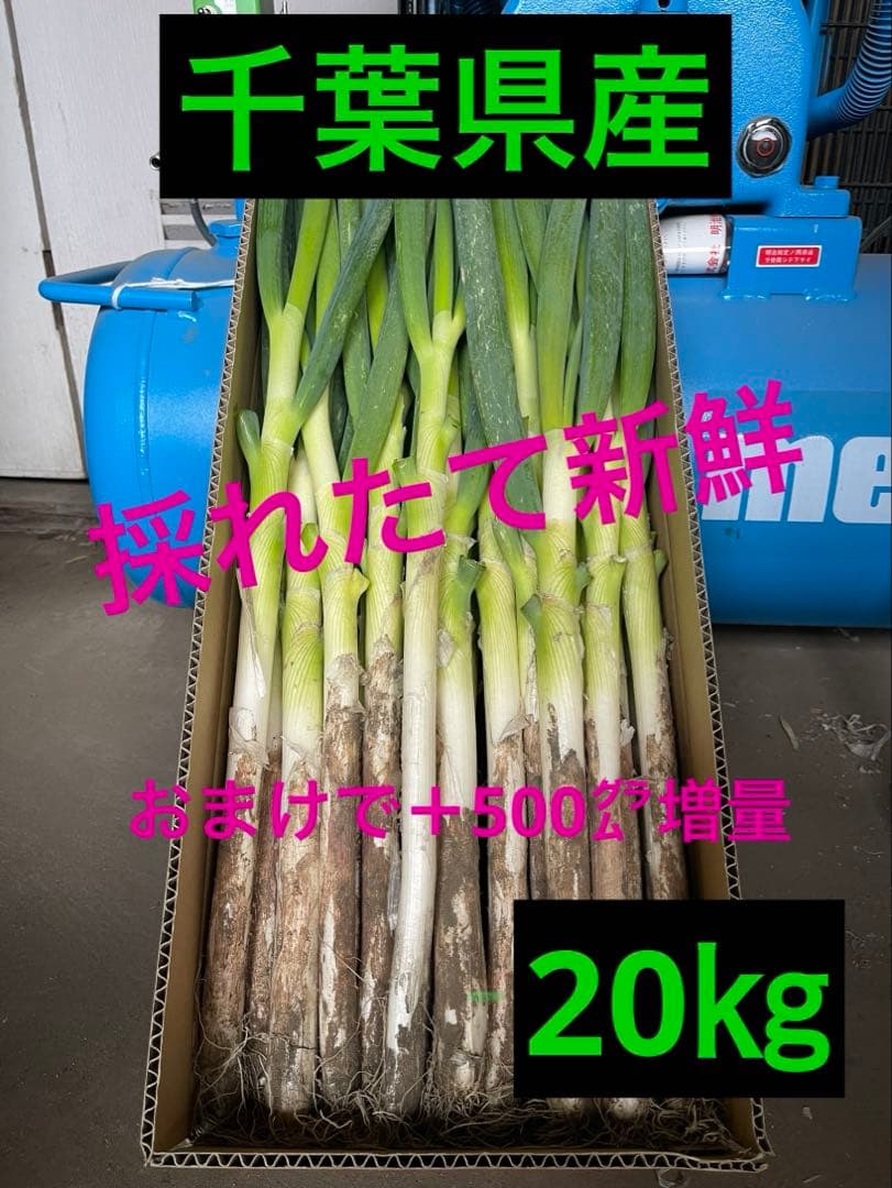 （2）農家直送千葉県産ミネラル豊富な長ネギ20㎏おまけ付き