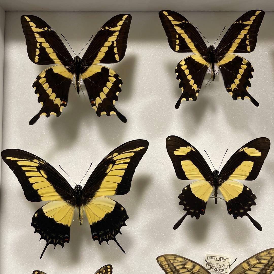 アゲハ蝶 UVドイツ標本箱セット