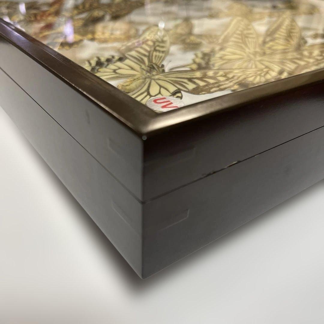 アゲハ蝶 UVドイツ標本箱セット