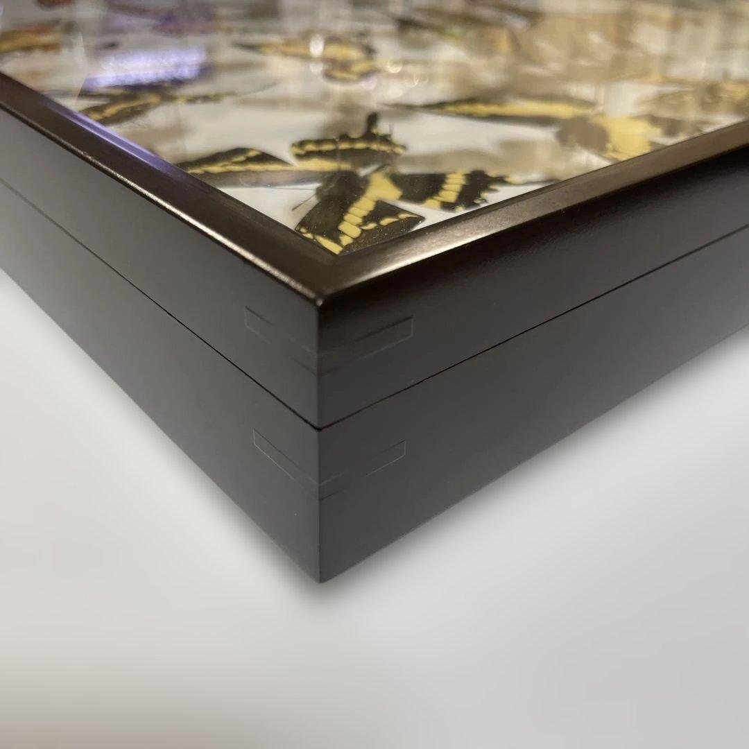 アゲハ蝶 UVドイツ標本箱セット