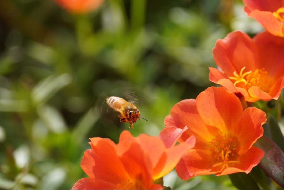 はちみつ　日本蜜蜂のハチミツ　奥山の奥の蜂蜜と花粉入りハチミツ
