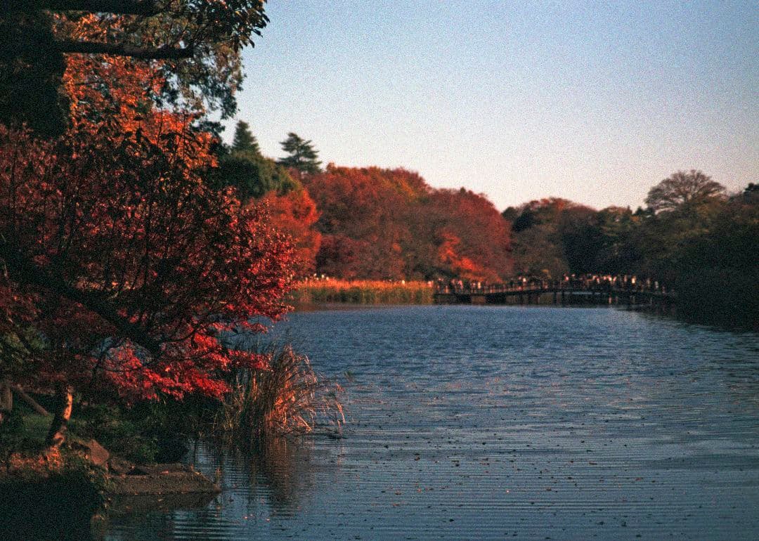 フィルムカメラ Nikon F4 + TC-16A + NIKKOR 50mm F1.4