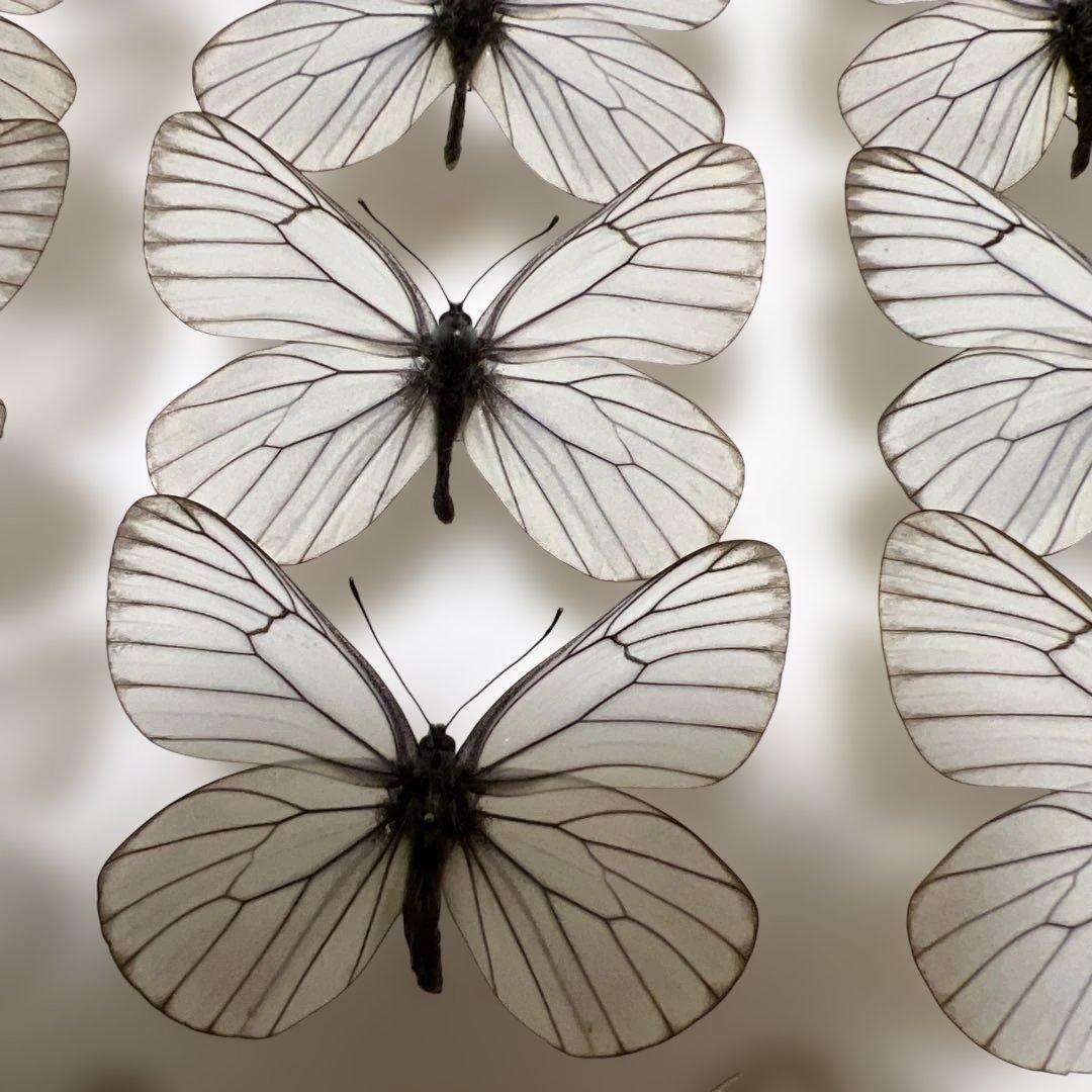 希少蝶標本現状品のみドイツガラスケースサイズ40x30x6cm 現状品のみ