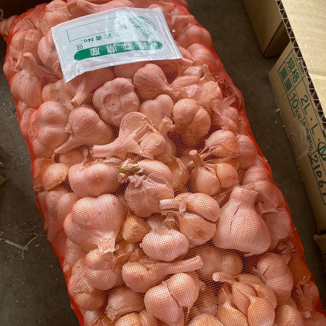 新物　青森県にんにく10Kg SML 早い者勝ち