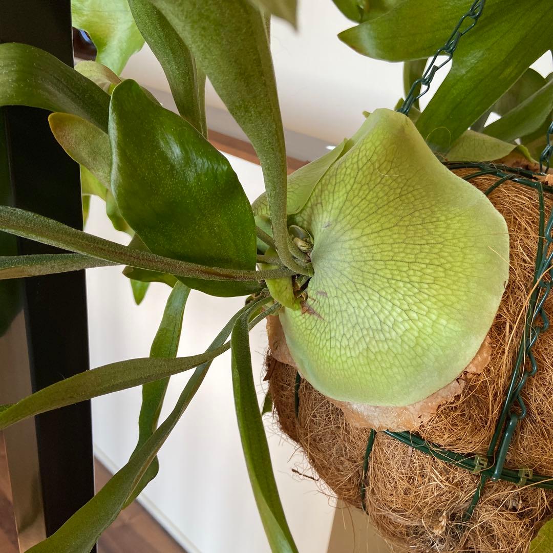 ビカクシダ 吊り鉢 大きめ 緑色