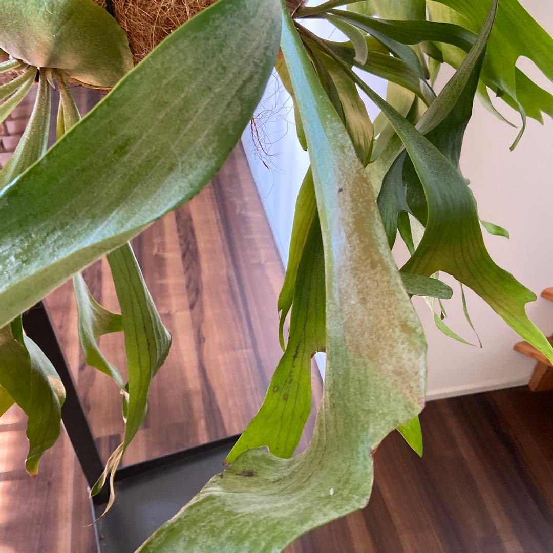 ビカクシダ 吊り鉢 大きめ 緑色