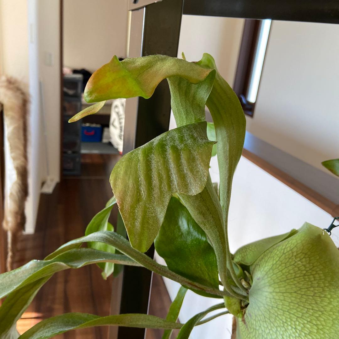 ビカクシダ 吊り鉢 大きめ 緑色