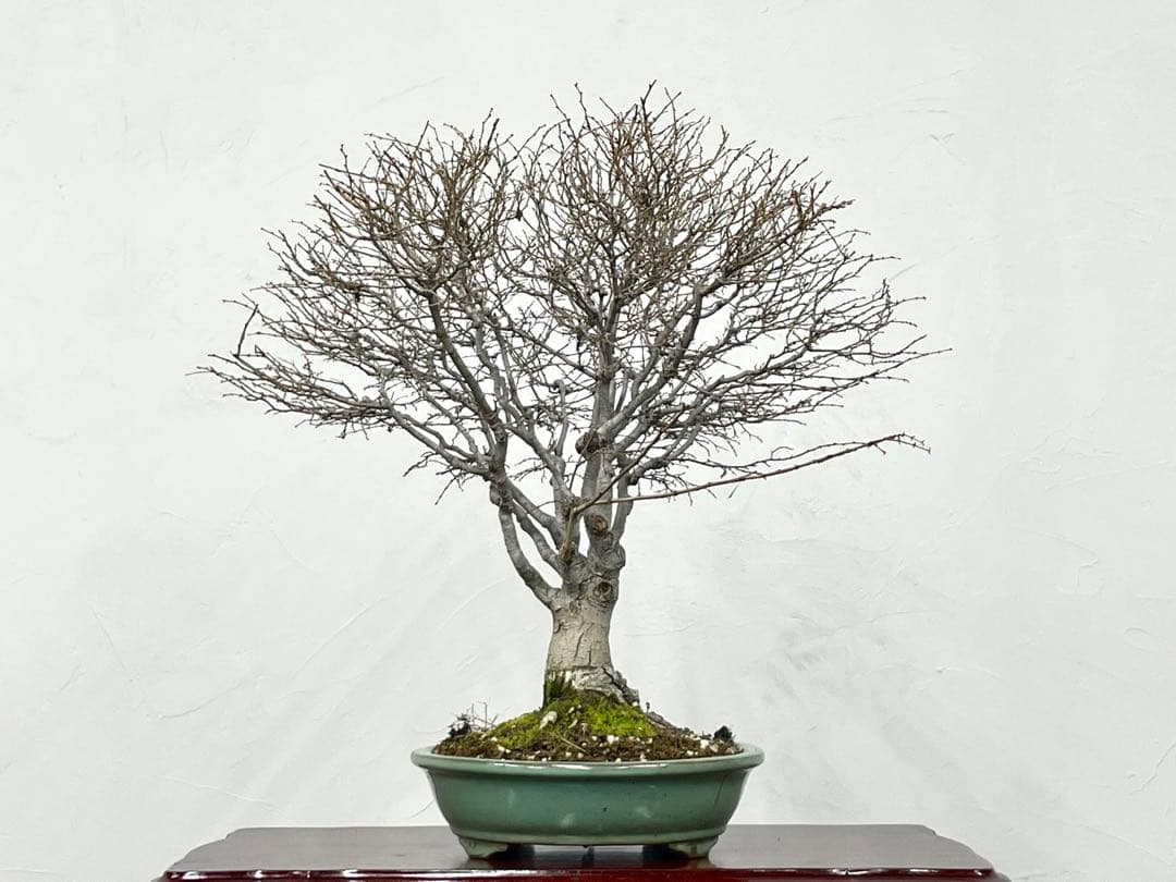 三河盆栽　ケヤキ　盆栽