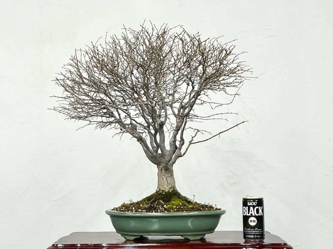 三河盆栽　ケヤキ　盆栽