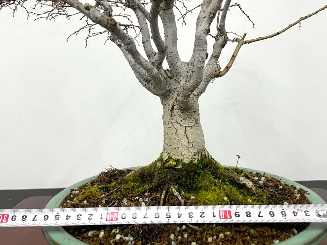 三河盆栽　ケヤキ　盆栽