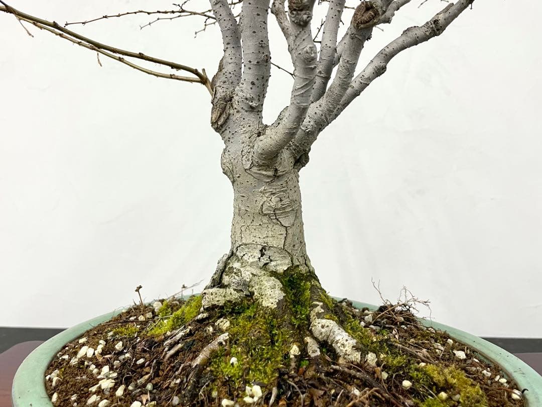 三河盆栽　ケヤキ　盆栽