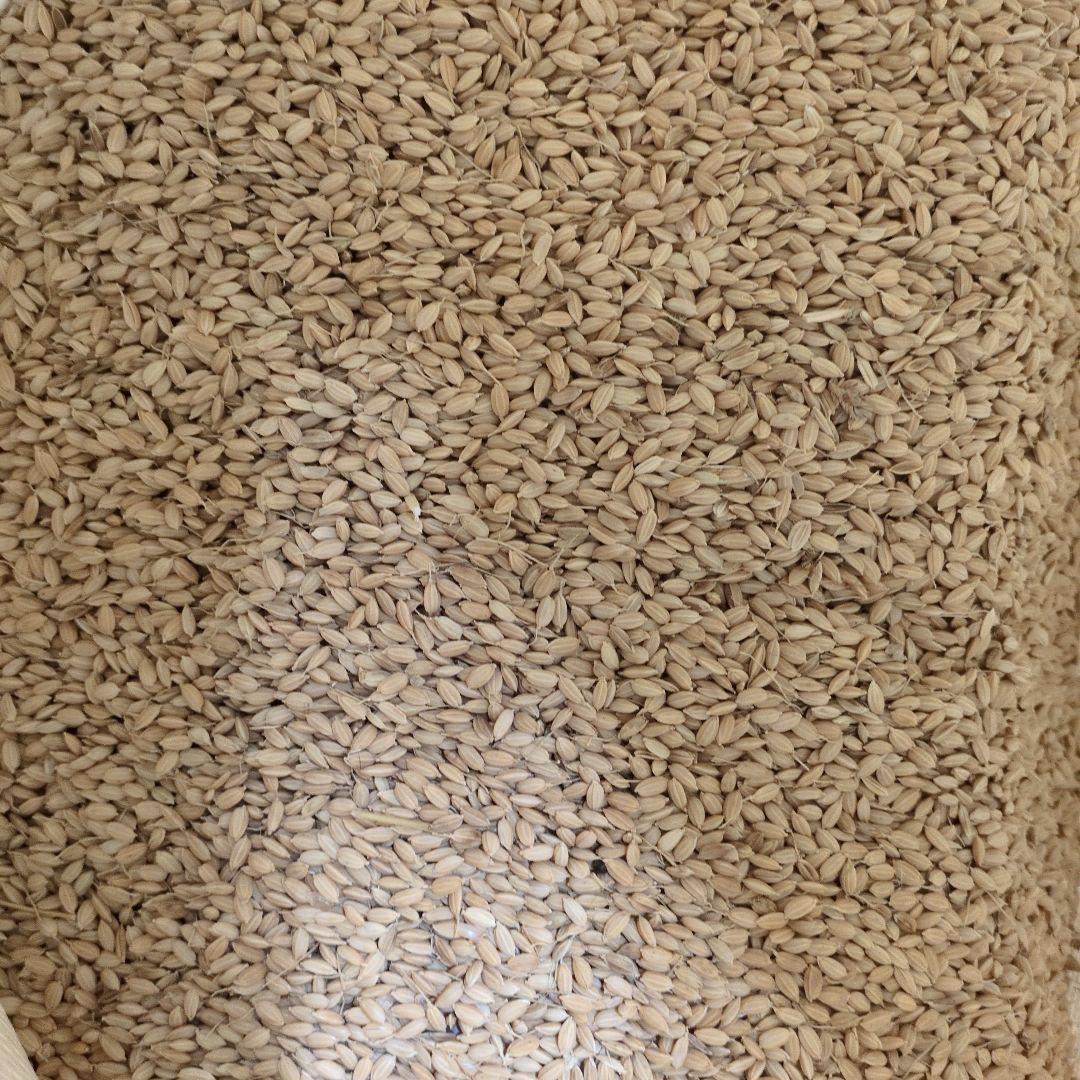 自家産お米12㌔ 令和6年産　籾　精米可能