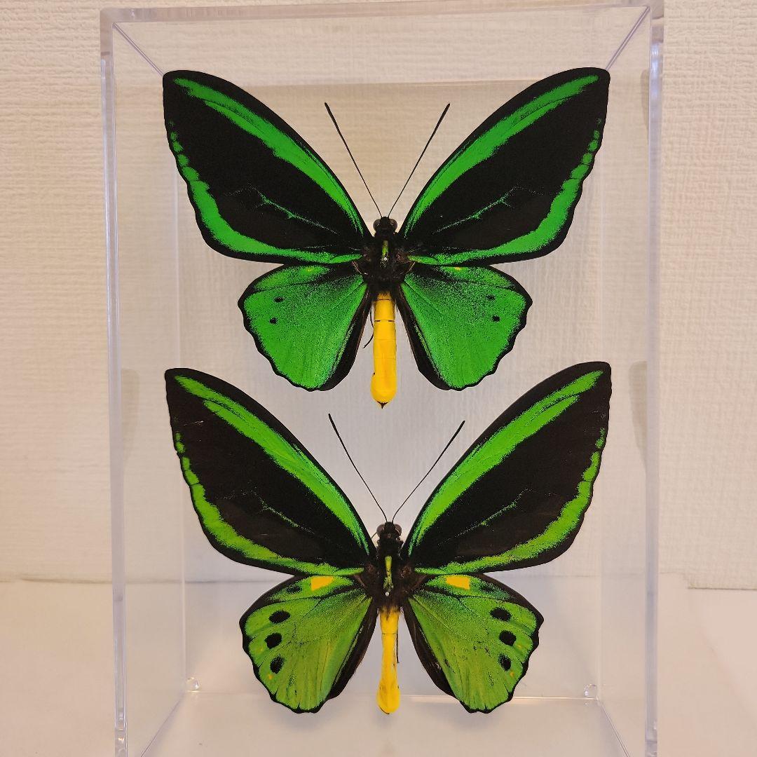 蝶の標本　トリバネアゲハの世界(1AA1)