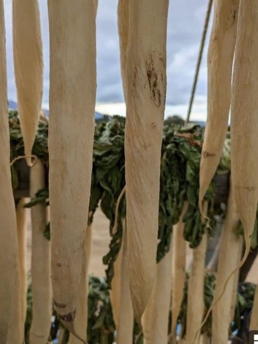 干し大根　細め小さめ　箱込み約20kg