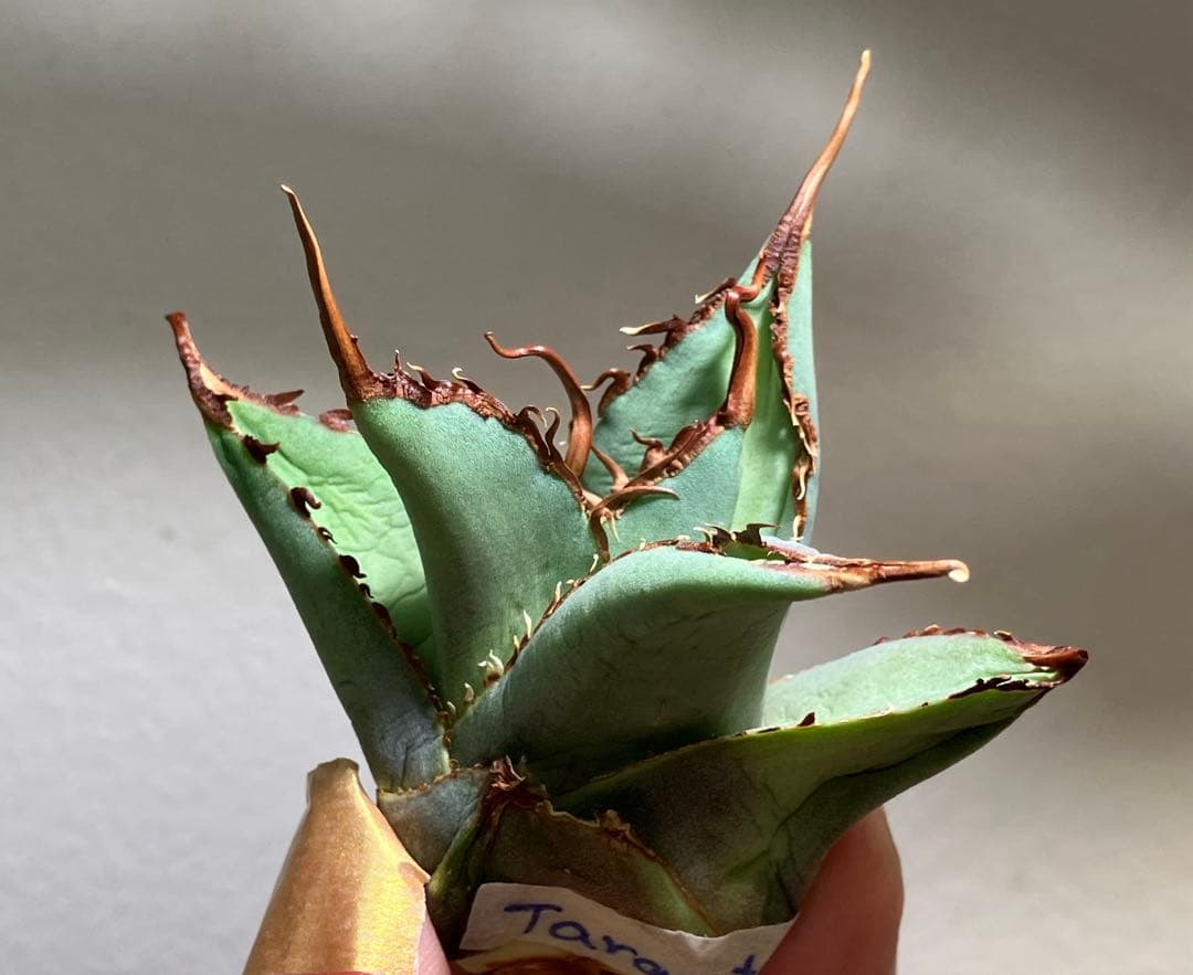 K*i様 【初売りオークション】71 REZA産　特選　長棘　アガベ　TARAN