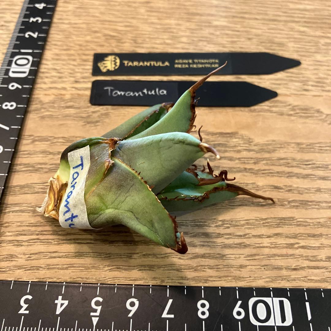 K*i様 【初売りオークション】71 REZA産　特選　長棘　アガベ　TARAN