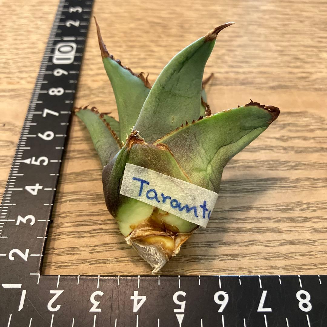 K*i様 【初売りオークション】71 REZA産　特選　長棘　アガベ　TARAN