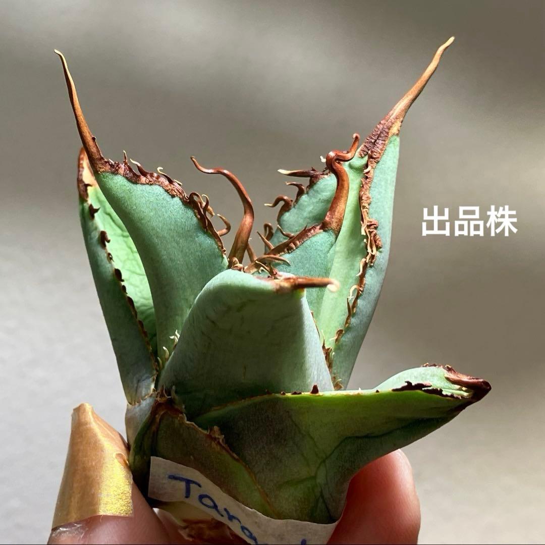 K*i様 【初売りオークション】71 REZA産　特選　長棘　アガベ　TARAN