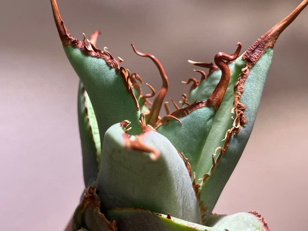 K*i様 【初売りオークション】71 REZA産　特選　長棘　アガベ　TARAN