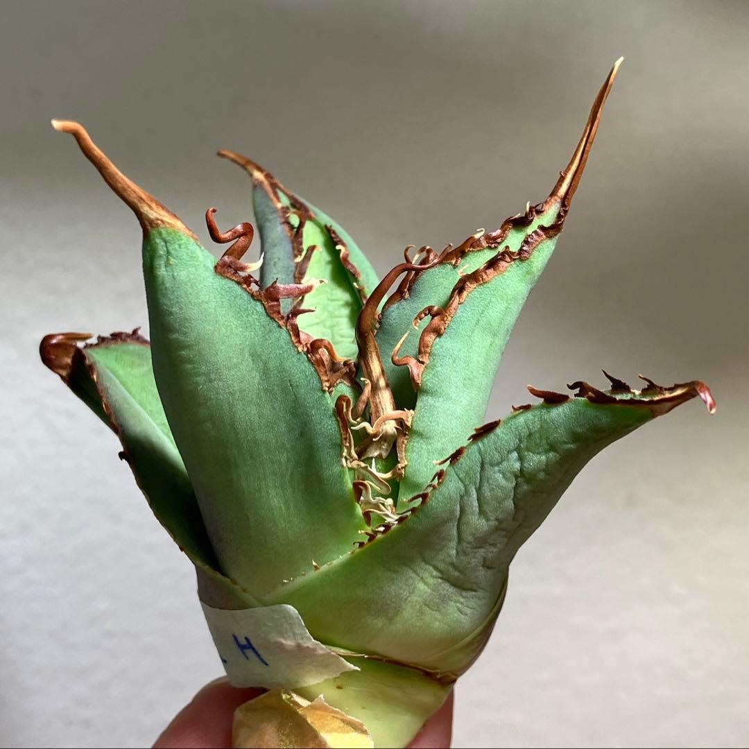 K*i様 【初売りオークション】71 REZA産　特選　長棘　アガベ　TARAN