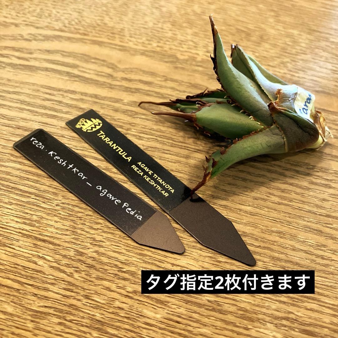 K*i様 【初売りオークション】71 REZA産　特選　長棘　アガベ　TARAN