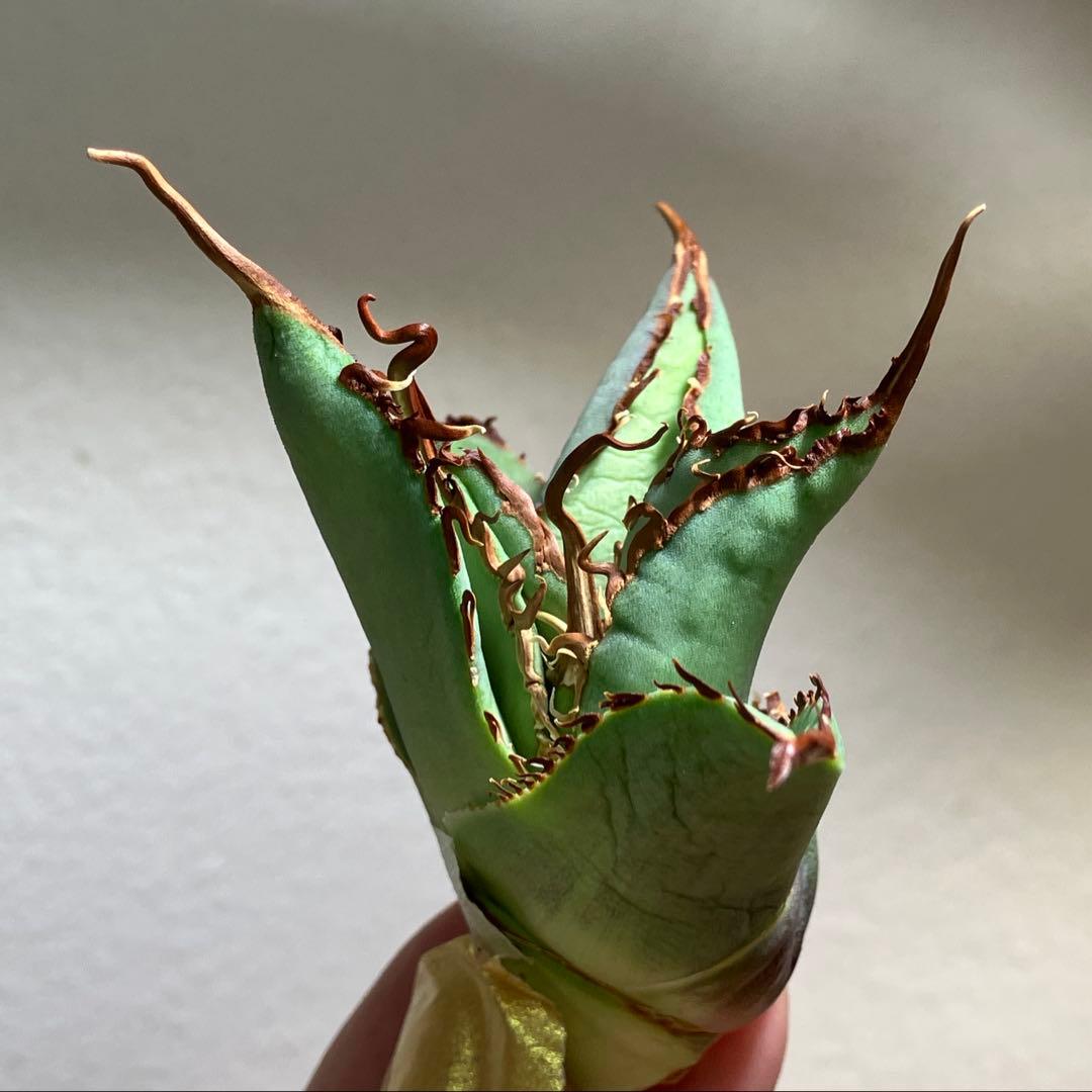 K*i様 【初売りオークション】71 REZA産　特選　長棘　アガベ　TARAN