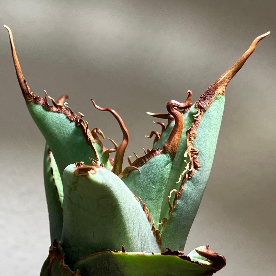 K*i様 【初売りオークション】71 REZA産　特選　長棘　アガベ　TARAN