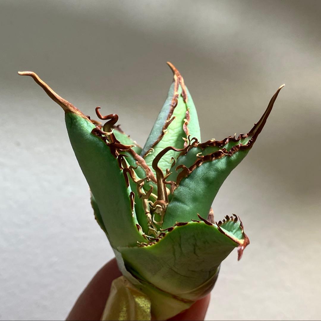 K*i様 【初売りオークション】71 REZA産　特選　長棘　アガベ　TARAN