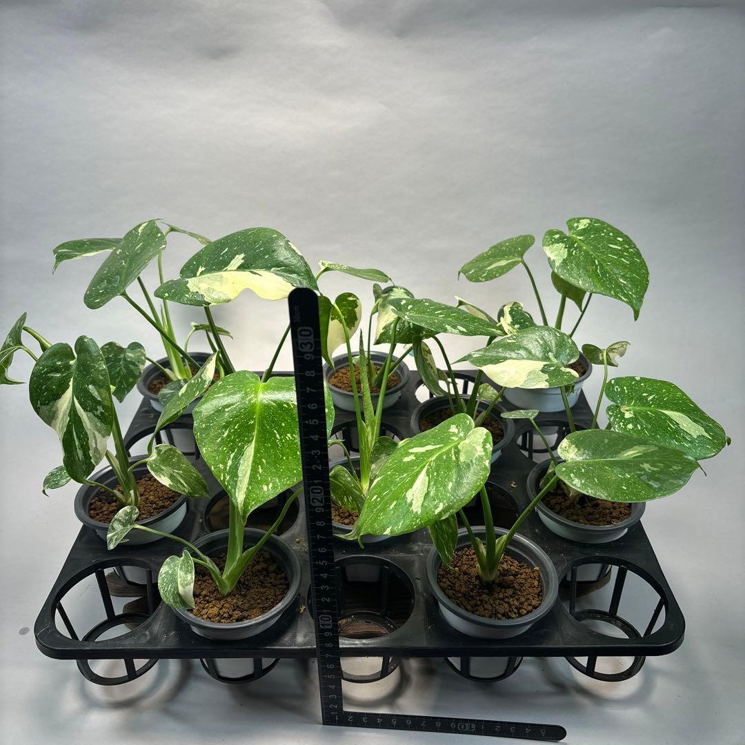 K*様 10株セットms05【特別選抜】モンステラ・タイコンステレーション 斑入