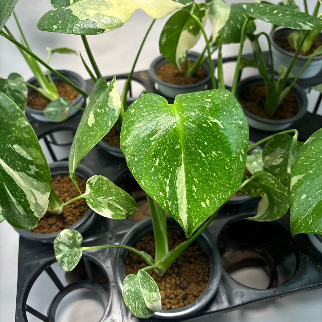 K*様 10株セットms05【特別選抜】モンステラ・タイコンステレーション 斑入