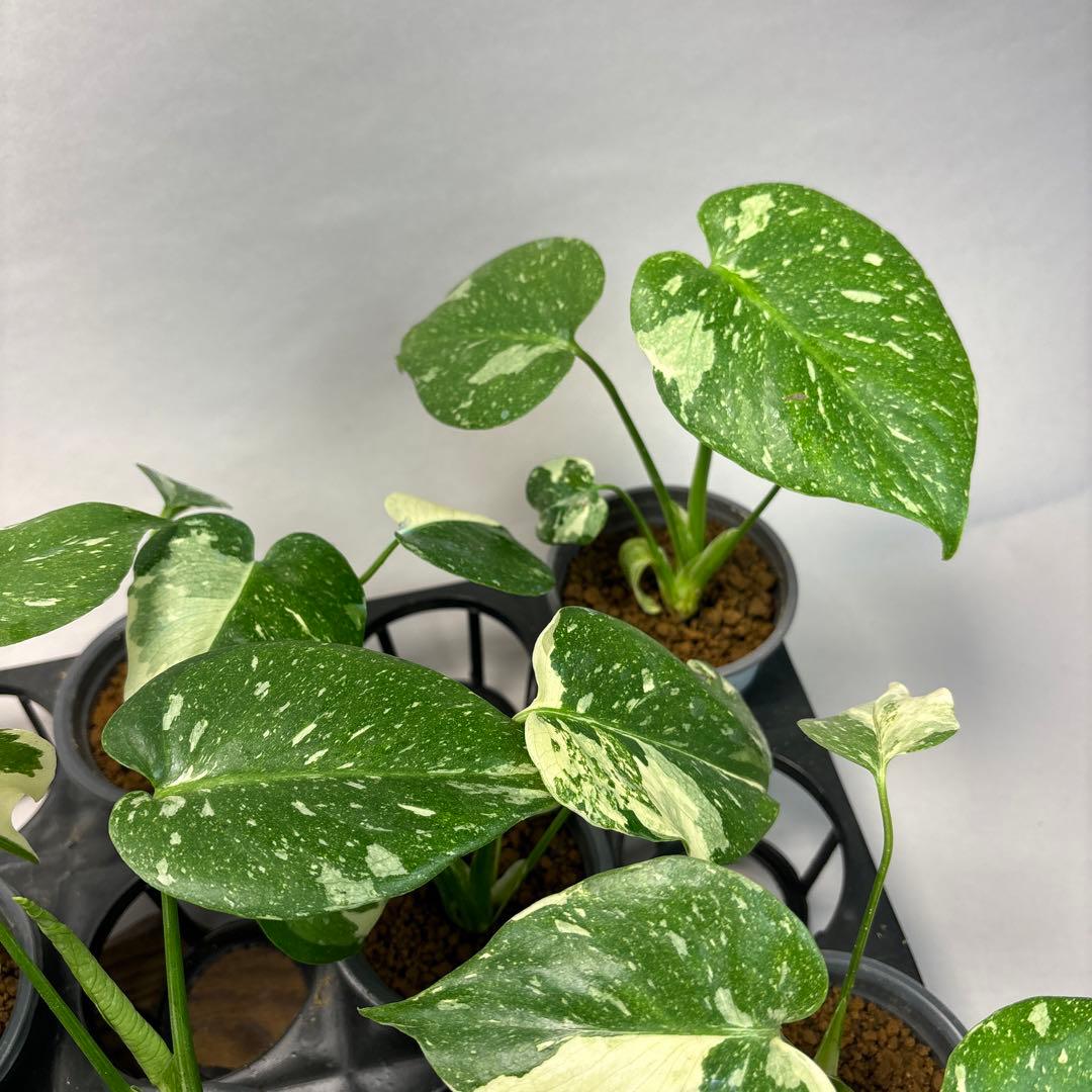 K*様 10株セットms05【特別選抜】モンステラ・タイコンステレーション 斑入