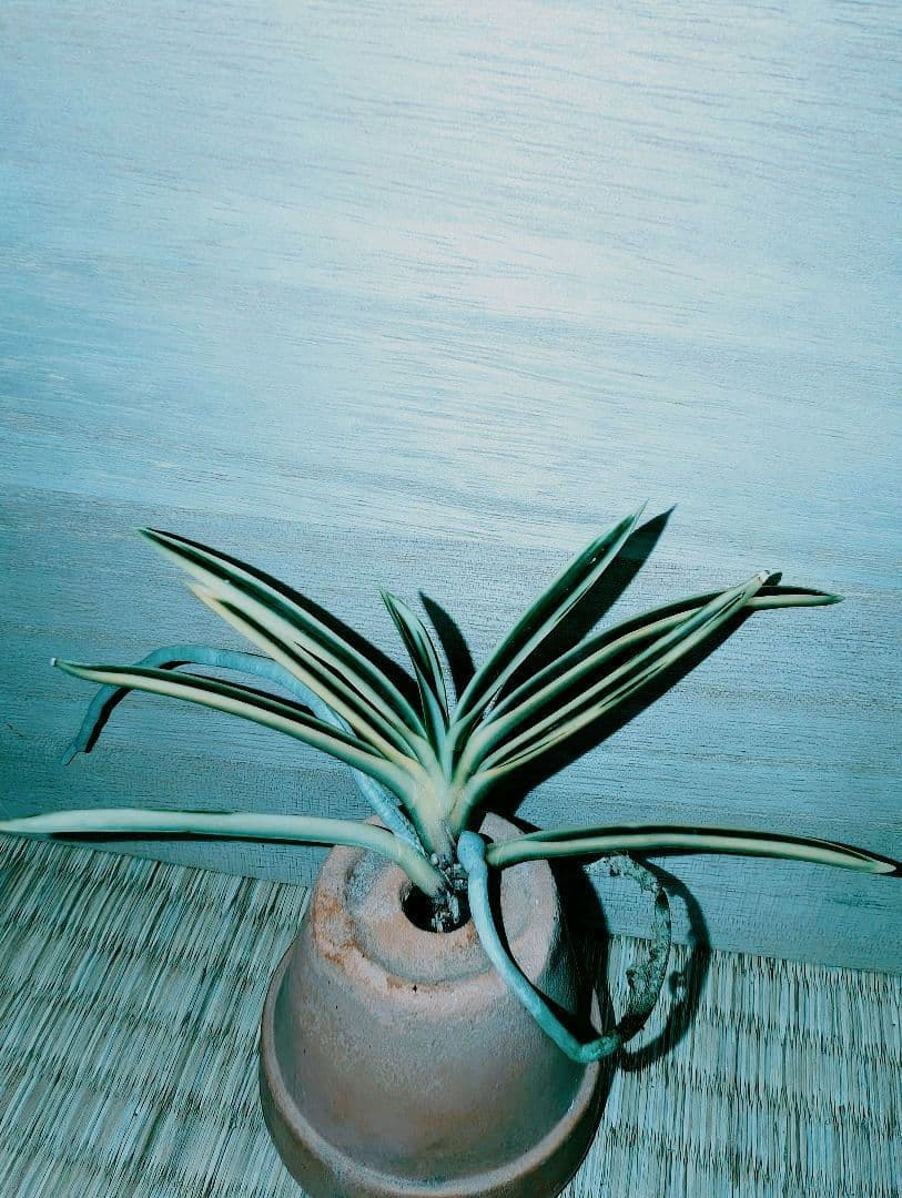 [年末大感謝祭東京土産編激安!!]富貴蘭　必見！!紀州宝冠(紀州雪虎覆輪)