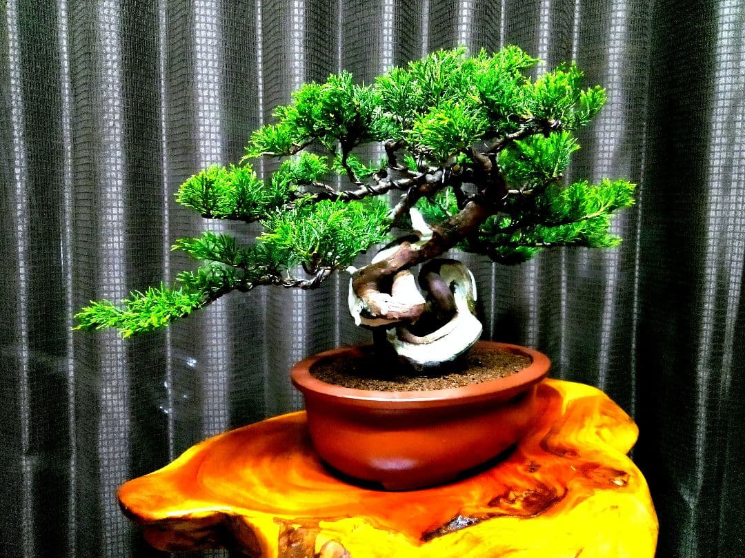 【貴風　糸魚川真柏盆栽】　　　　⭕幹曲一級品❗ ★あきちゃん様…専用★