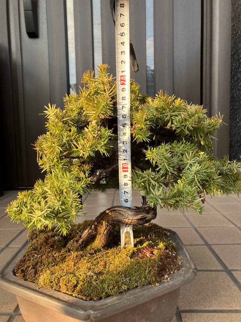 ◉杜松盆栽　究極の逸品　幹の曲と美しい樹形が超魅力！　　大特価！早いもの勝ち