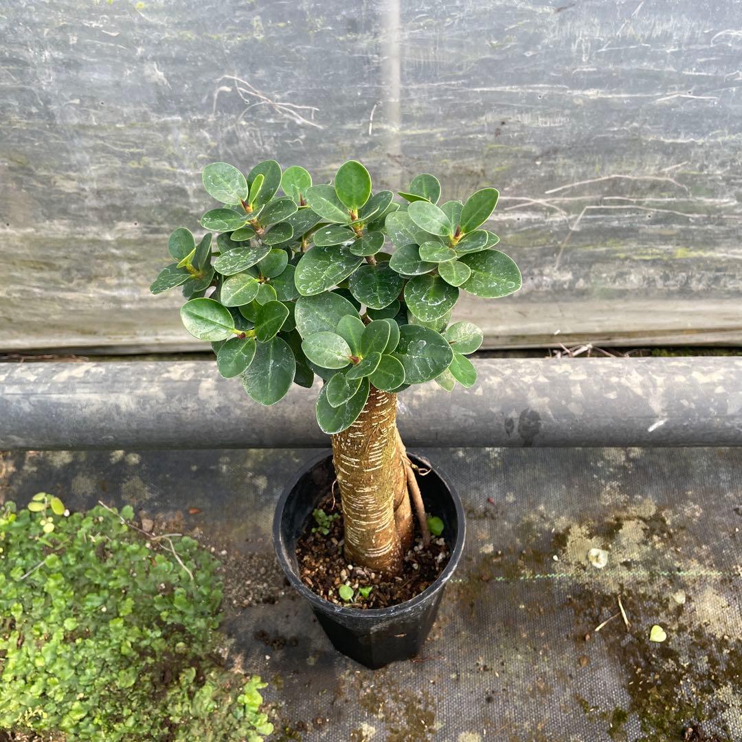 パンダガジュマル　コパンダ接木　３.5号サイズ