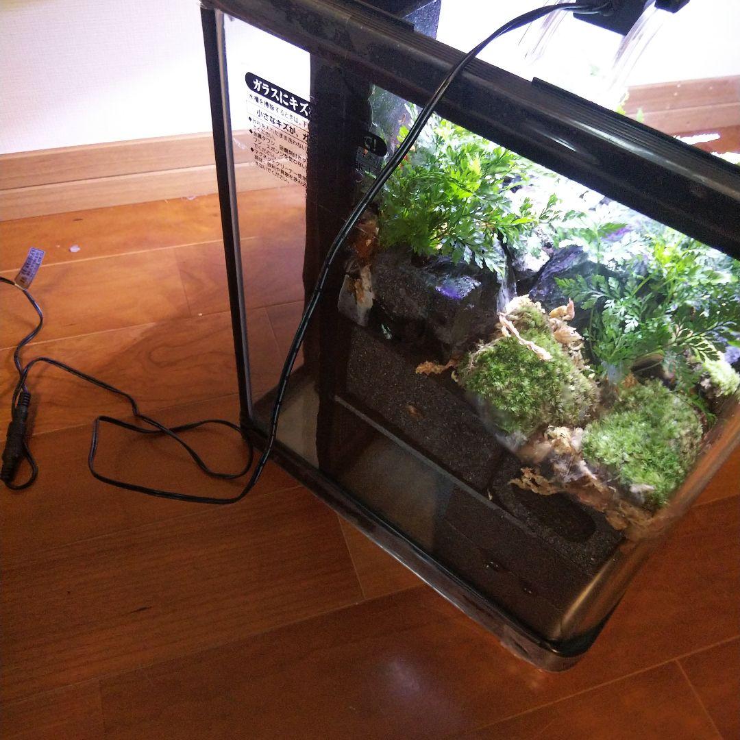 【受注生産】６0センチ水槽アクアテラリウム　イモリウム　苔テラリウム　テラリウム