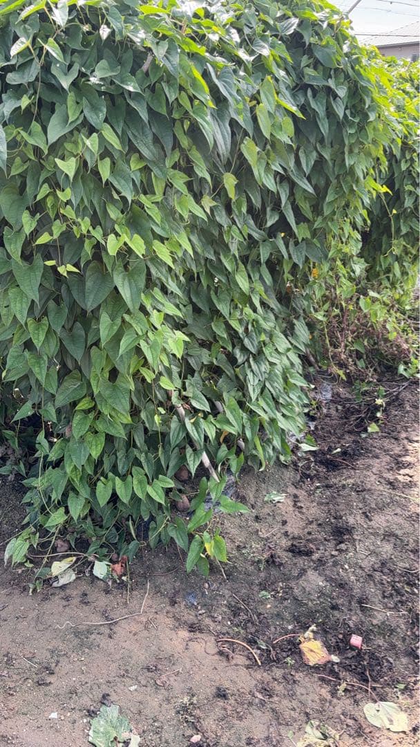 令和7年度　紫山芋