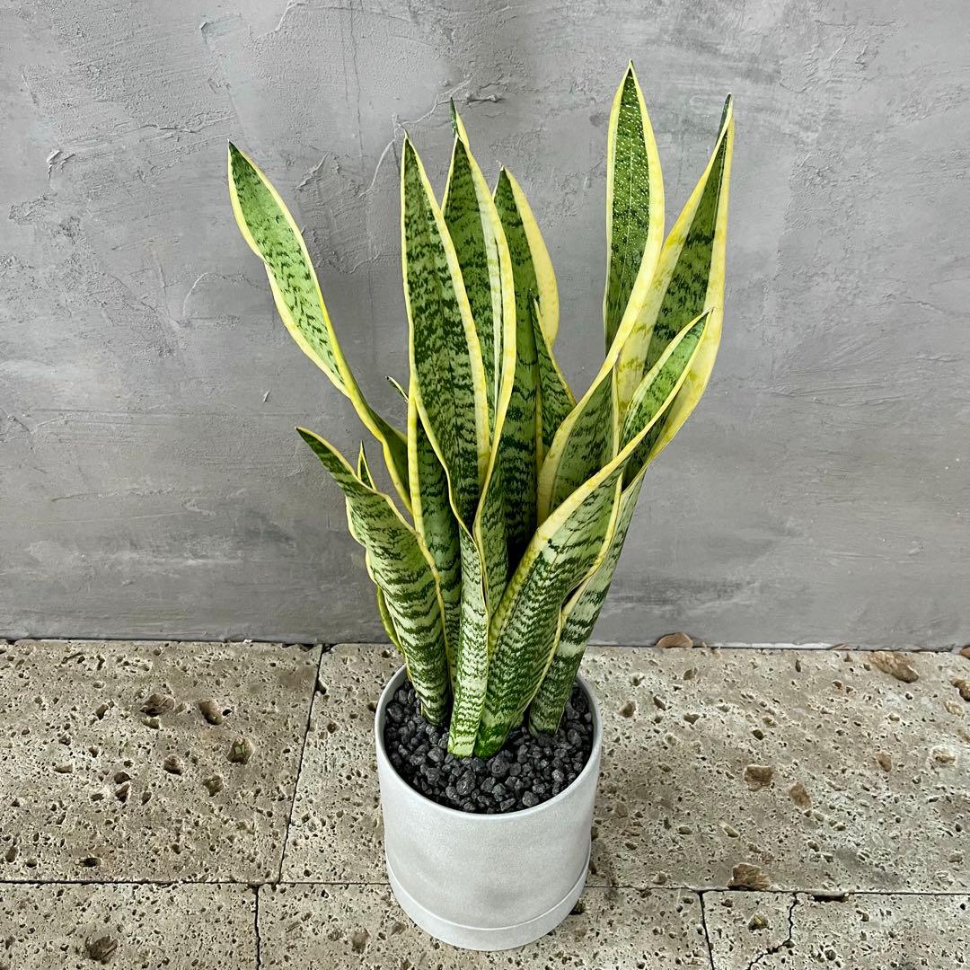 サンスベリア　ローレンティ　陶器鉢　植え込み発送