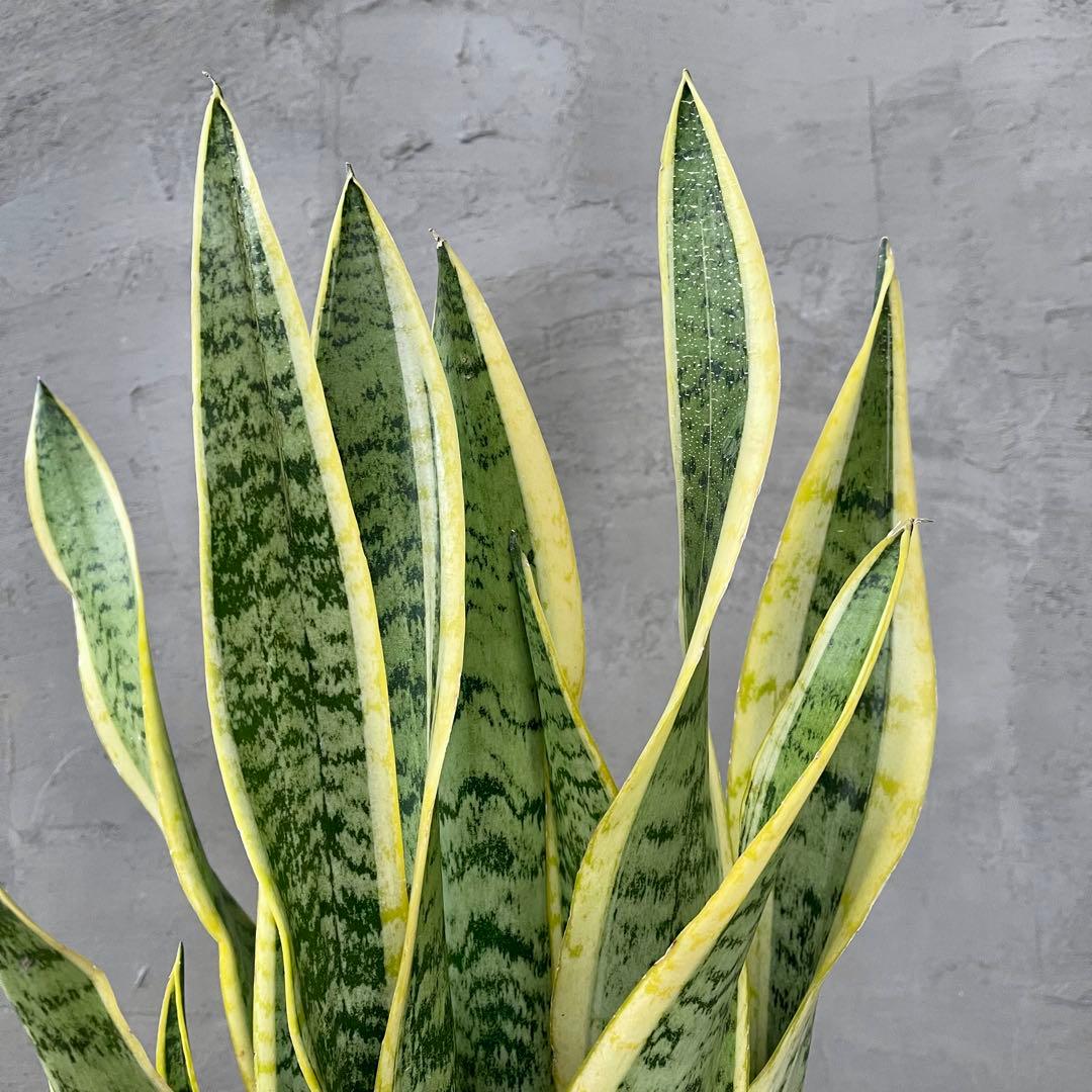 サンスベリア　ローレンティ　陶器鉢　植え込み発送