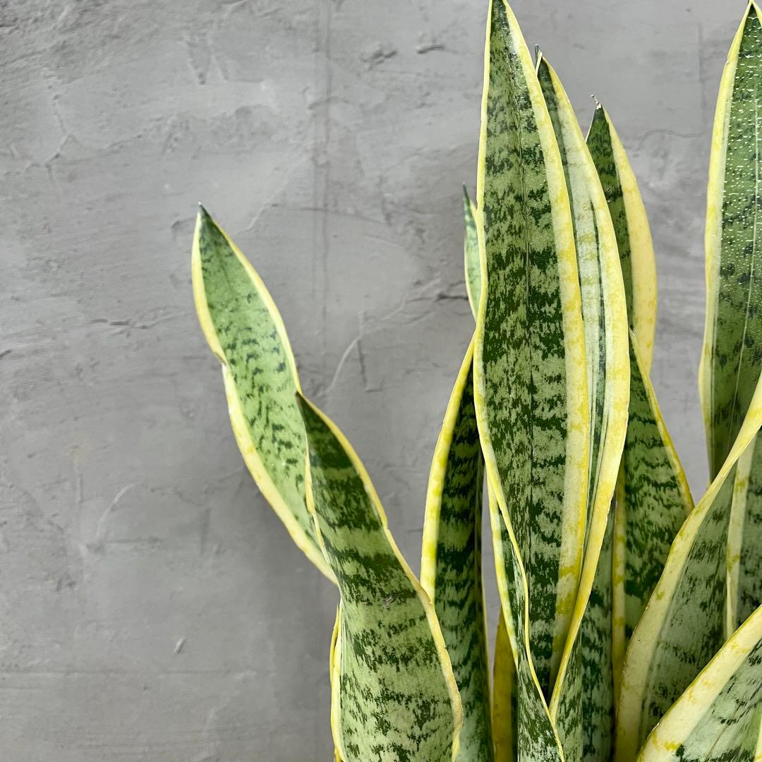 サンスベリア　ローレンティ　陶器鉢　植え込み発送