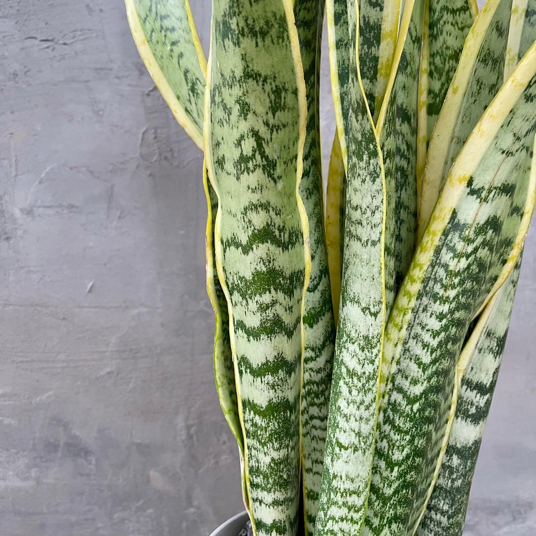 サンスベリア　ローレンティ　陶器鉢　植え込み発送