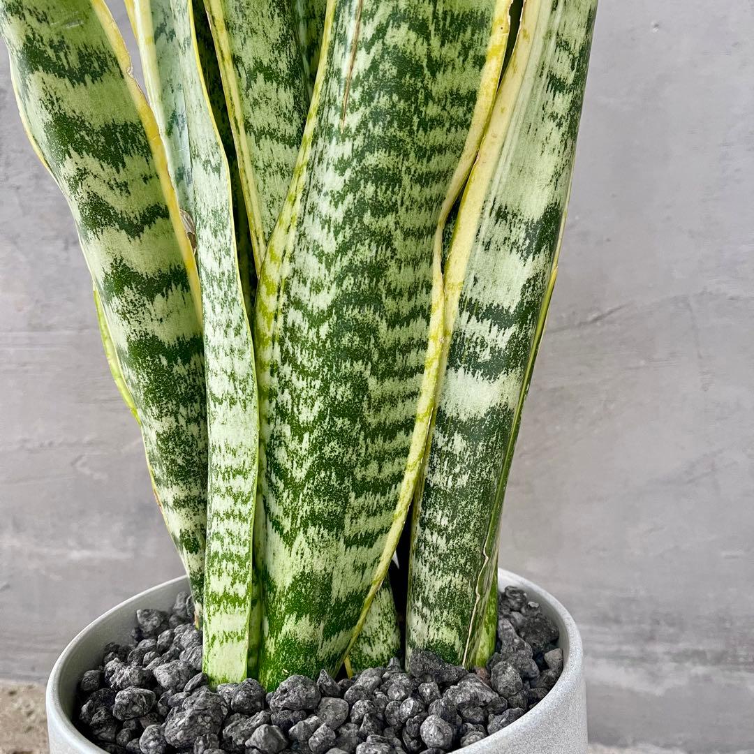 サンスベリア　ローレンティ　陶器鉢　植え込み発送