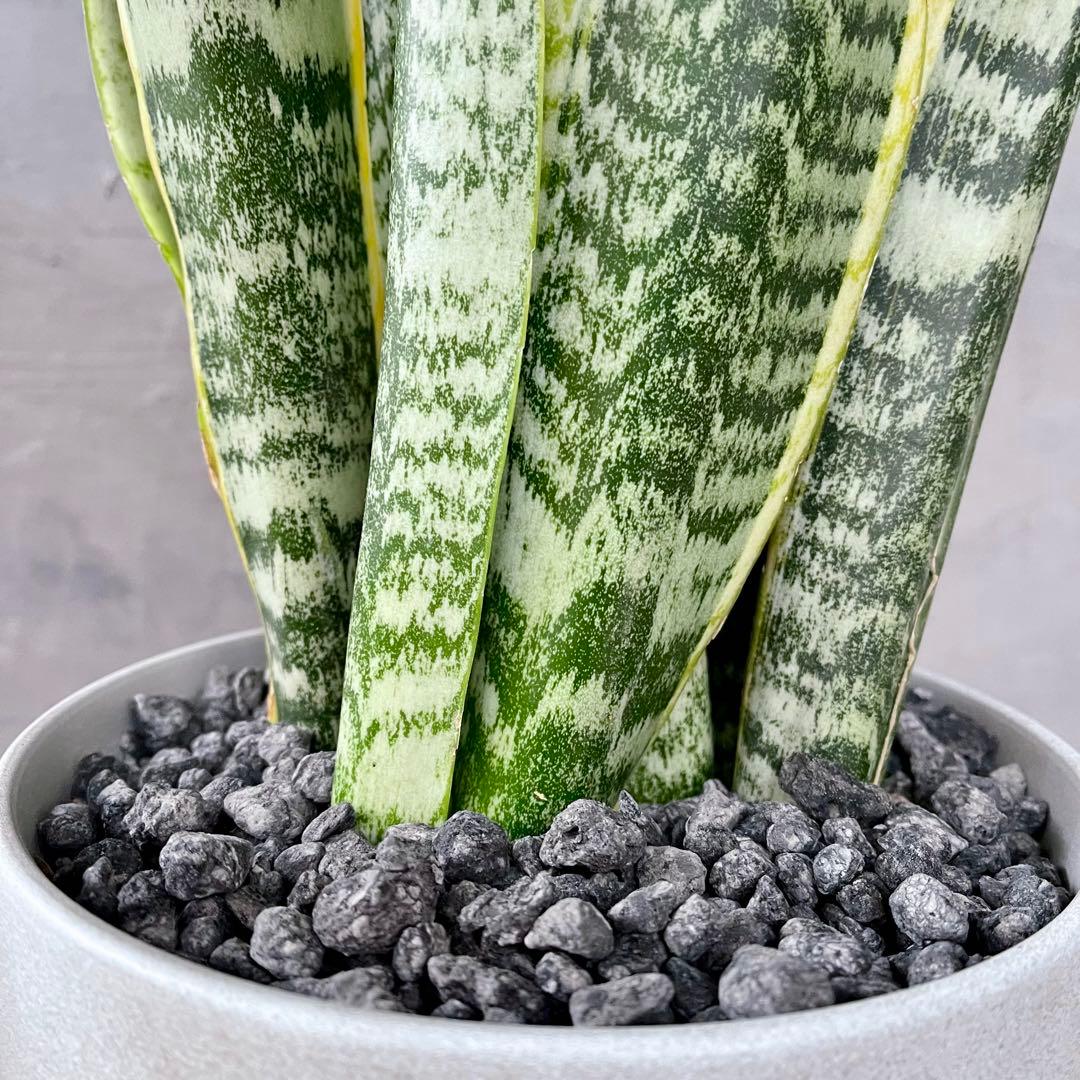 サンスベリア　ローレンティ　陶器鉢　植え込み発送