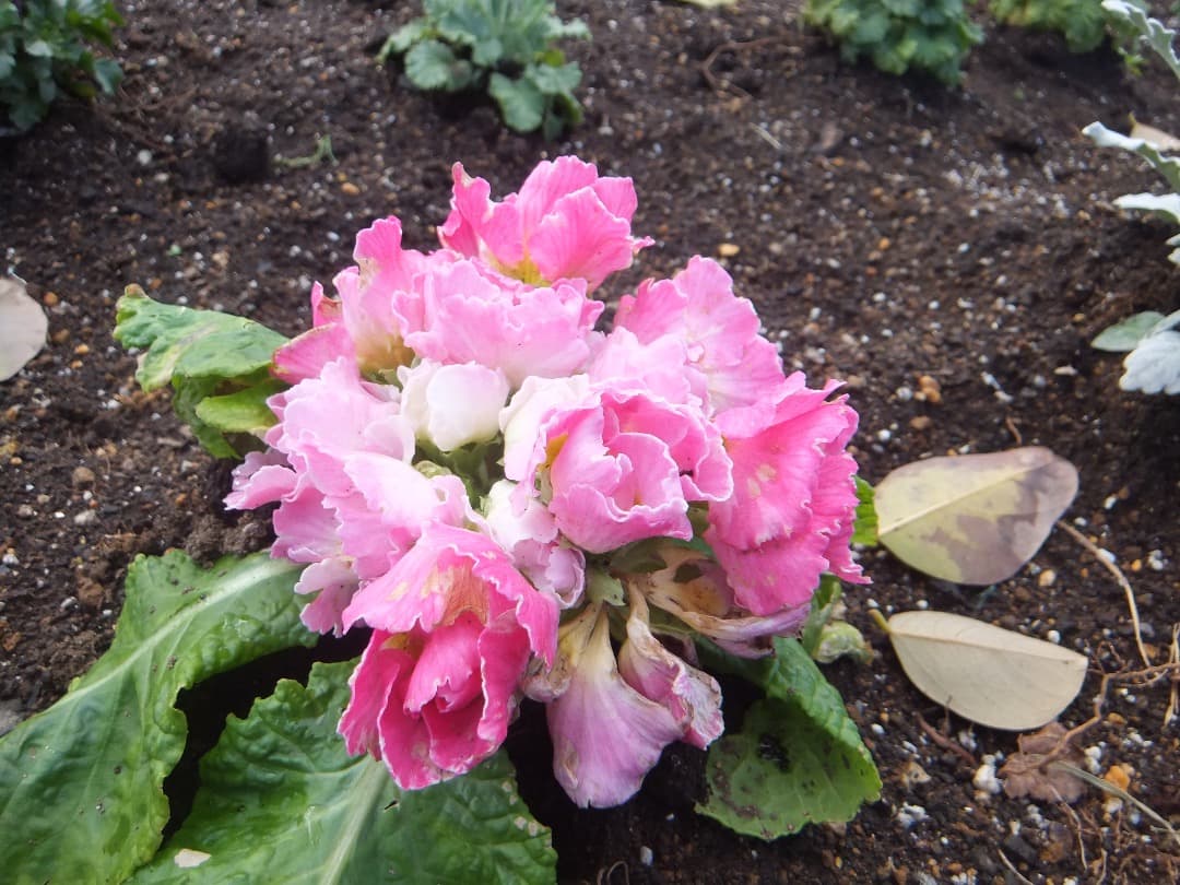 実写美⭕️良品【動作確認済み】FUJIFilm　FinePix　Z1100EXR