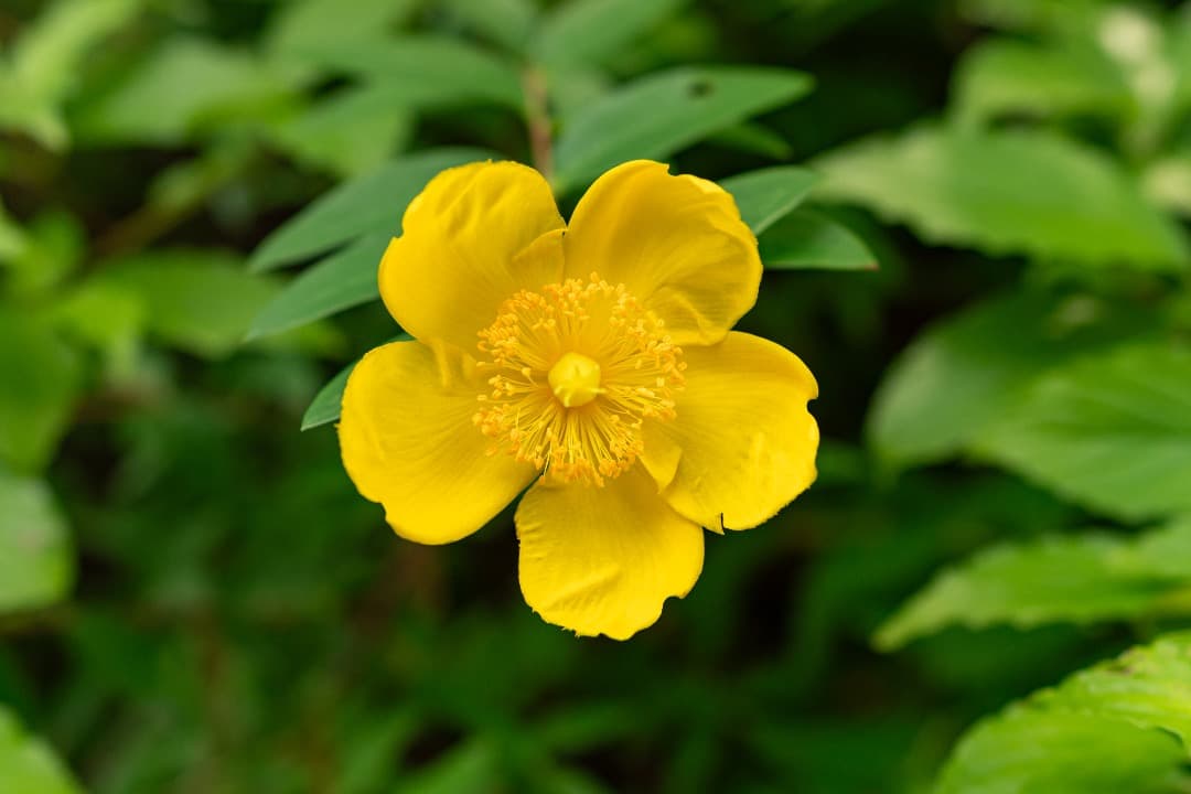 Nikon 24mm f/1.8G ED レンズ