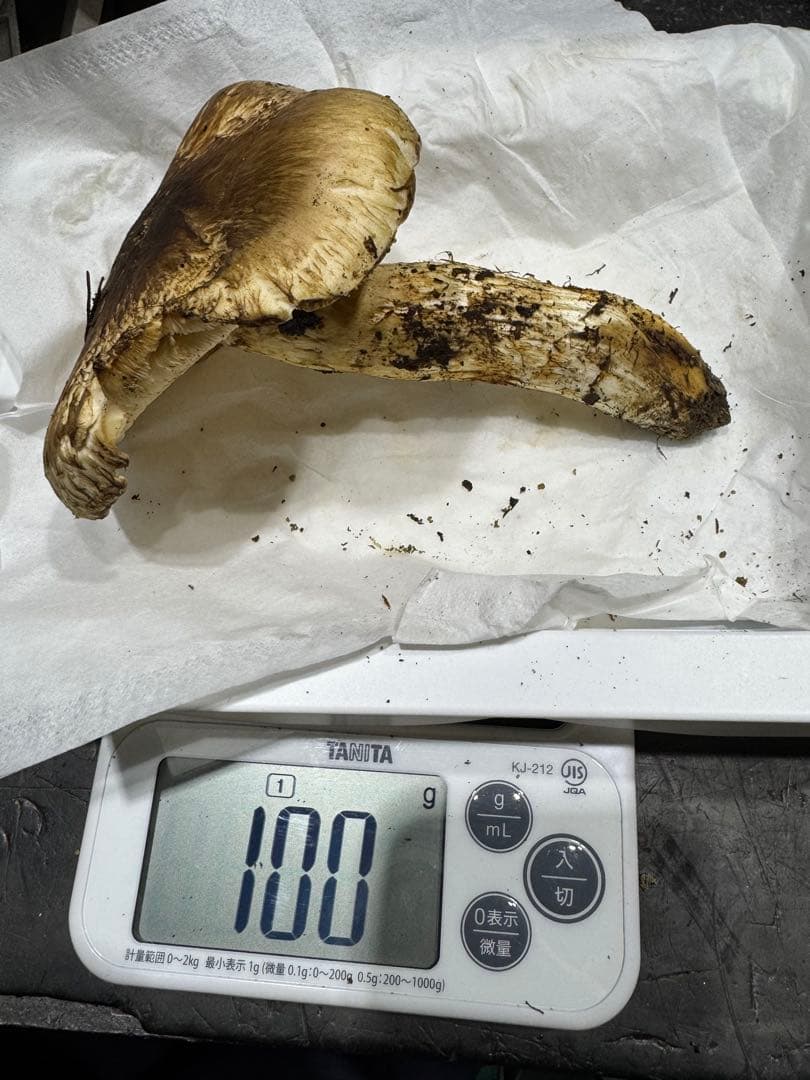 本日終了　岐阜県産　国産　松茸　500g　クロネコクール便着払い