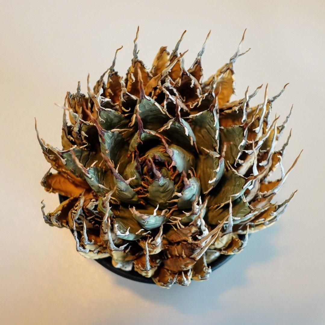 M*1様 お年玉出品！！【発根済・4号サイズ】陽炎ロング棘美株◎エボリスピナ/鉢