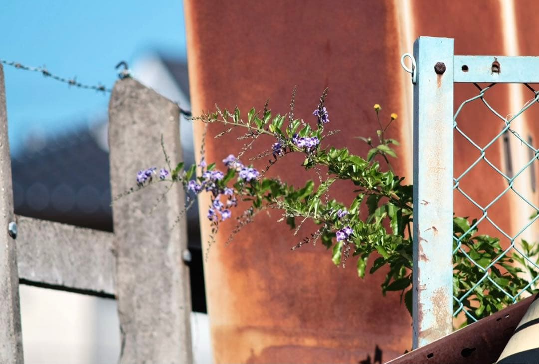 美品　super takumar 55mm f1.8 オールドレンズ