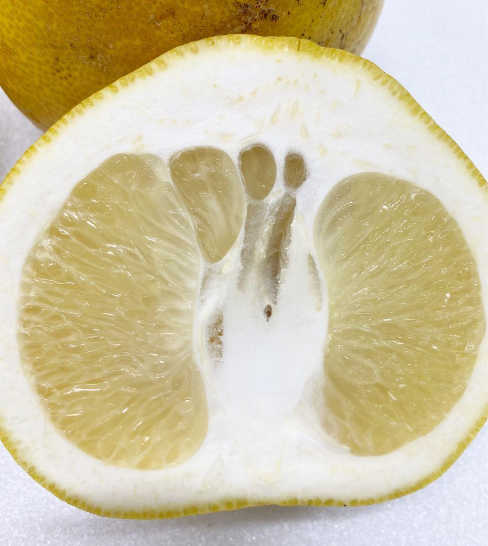 中玉限定☆ご家庭用　高知特産土佐文旦　2L〜Lサイズ19〜25玉入り約10㎏2箱